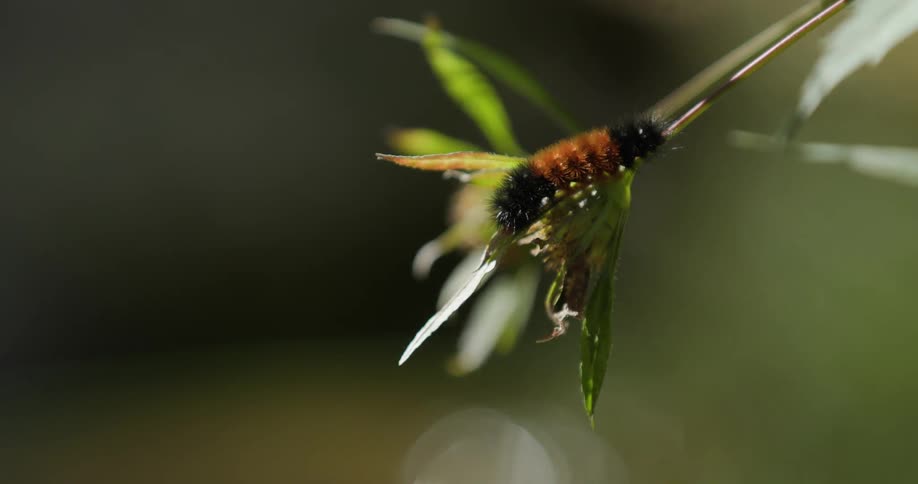 Close up of a plant with green leaves and an insect on the stem