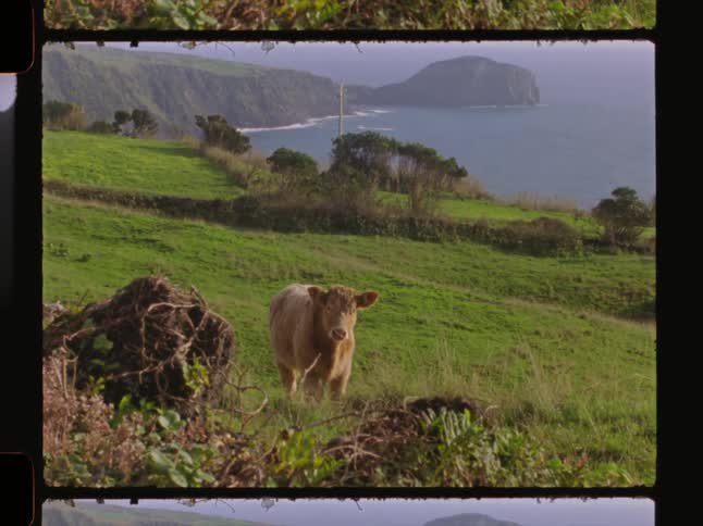 Cow in the grass on the side of a mountain next to the ocean
