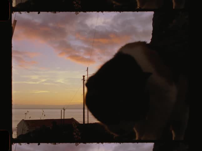 Cat on top of a wall jumping and in the background the sea with the sky in shades of purple and gold