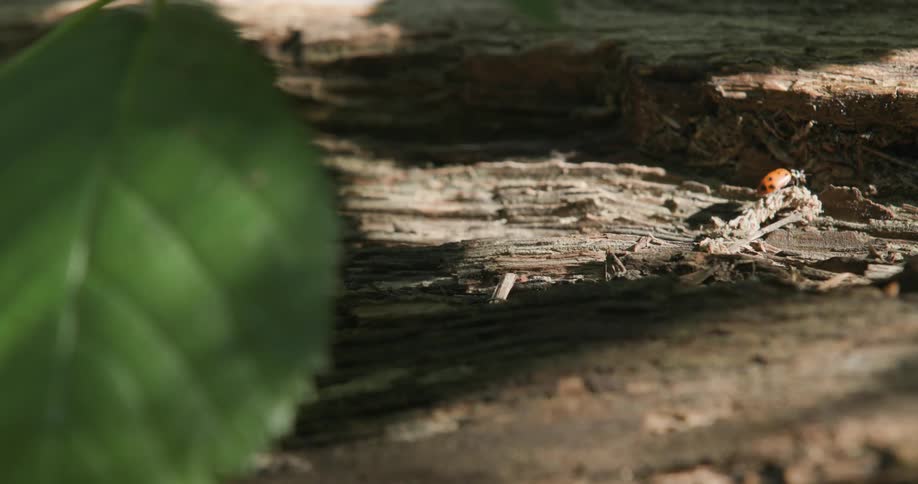 Ladybug walking on a tree trunk