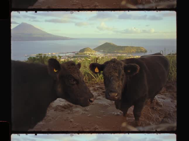 Two cattle in the mud with mountains and the sea in the background