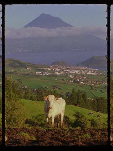 Cows and oxen on a sloping mountain with vegetation