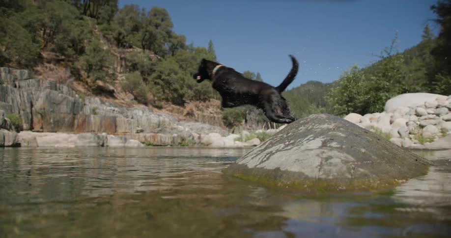 Black dog leaps over a rock into a river in the mountains under a clear blue sky