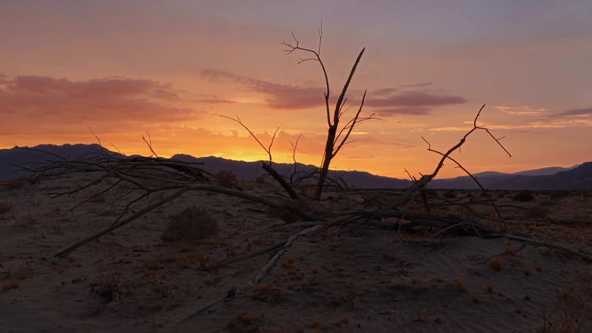 A desolate desert landscape with a dead tree silhouetted against a vibrant sunset
