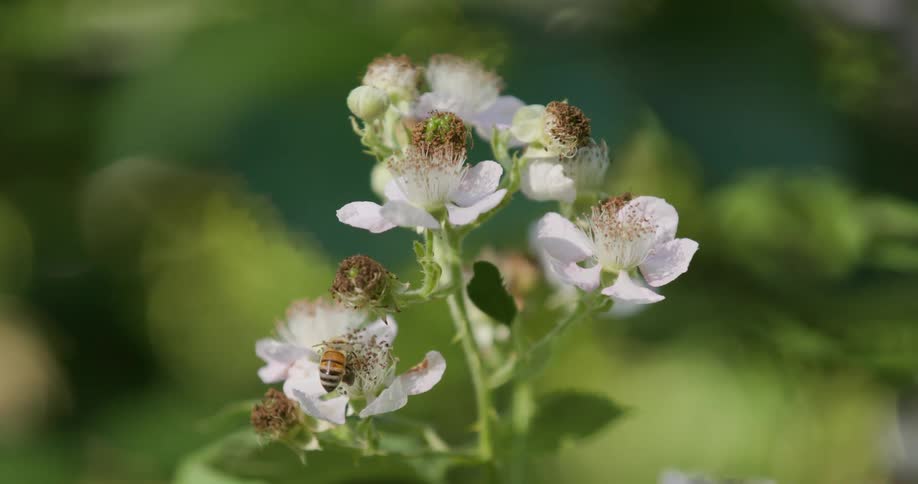 Bee flying on white flowers