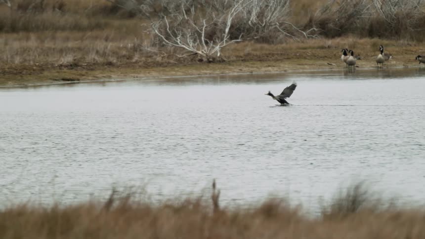 A large waterbird is landing on a lake during the day