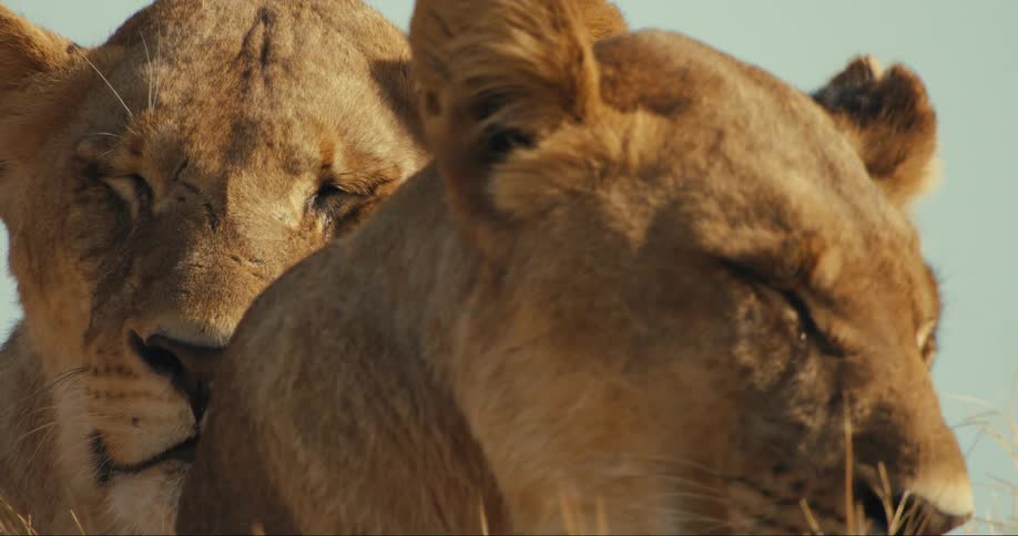 Two lions resting one of them sleeping the other closing its eyes while leaning onto the other