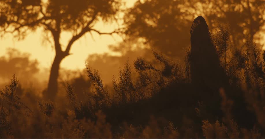 Nature of a termite mound with golden rays