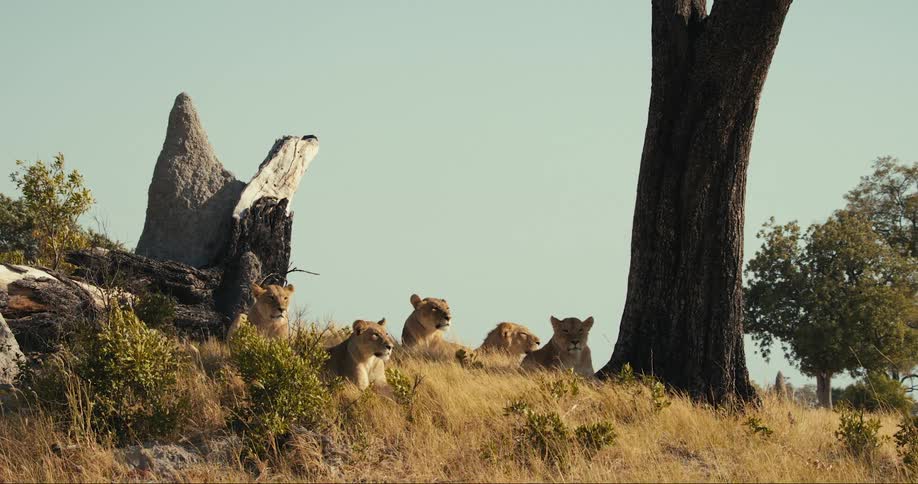 Lions lay together by the tree on a hill