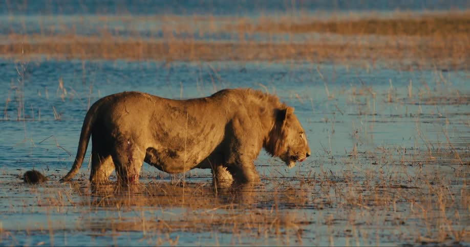 A lion standing in a shallow lake while roaring then drinking from it