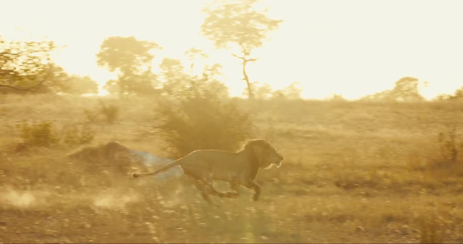 Two lions running through the jungle on a early morning