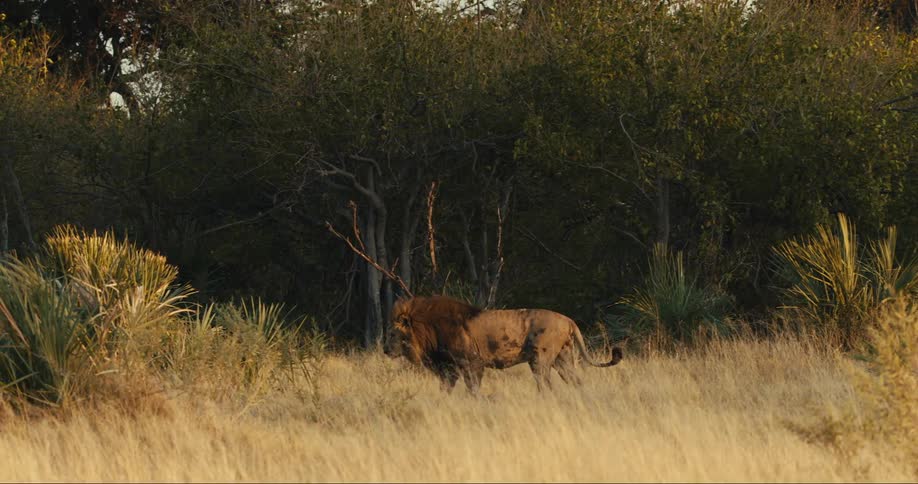 Lion walks through dry grass with dense vegetation in the background