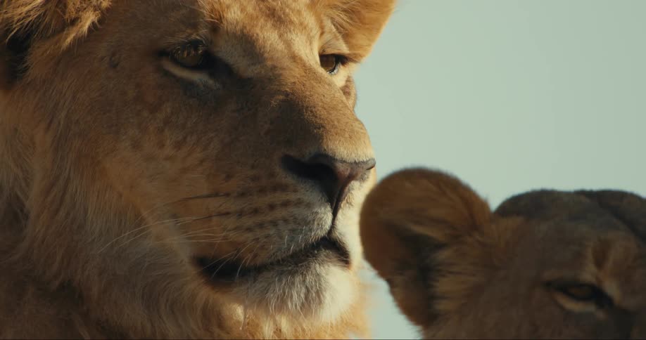 Closeup of a lions face on the left with another young lion next to it