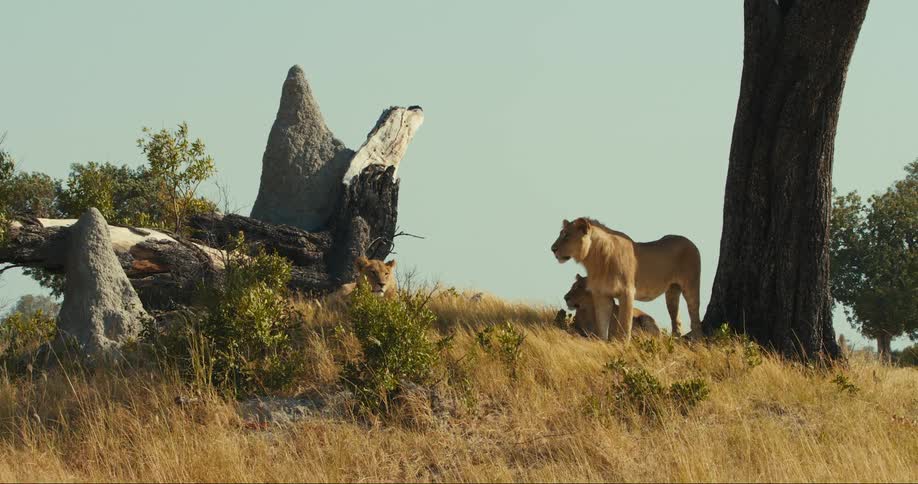 A group of two lions lying in the shade of a tree and one lion standing and they are near some stones