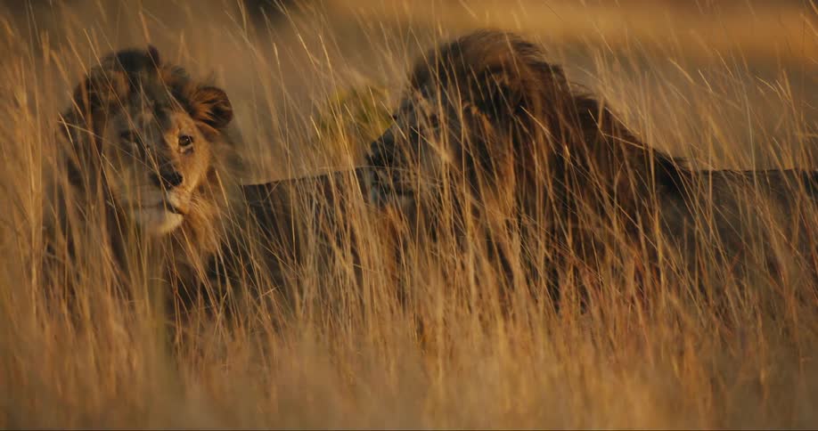 Two lions slowly walk through a field with very tall grass