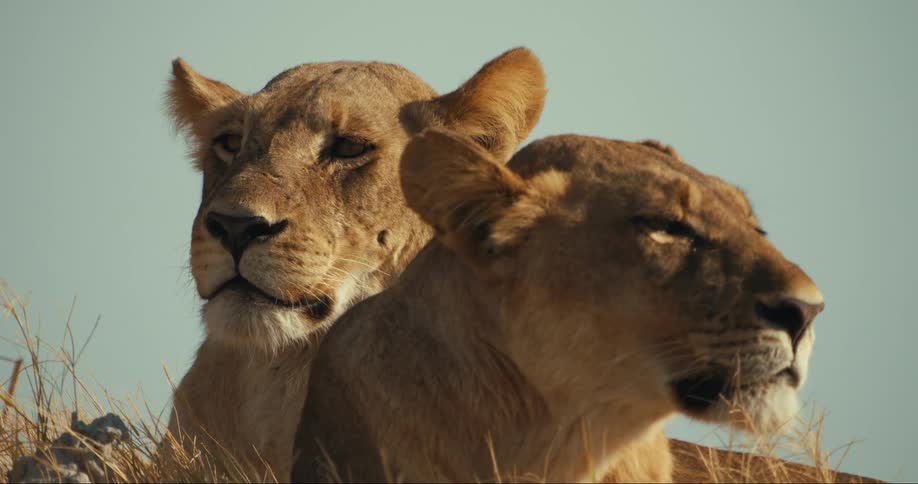 Two lions turn their heads to the front in a breezy day