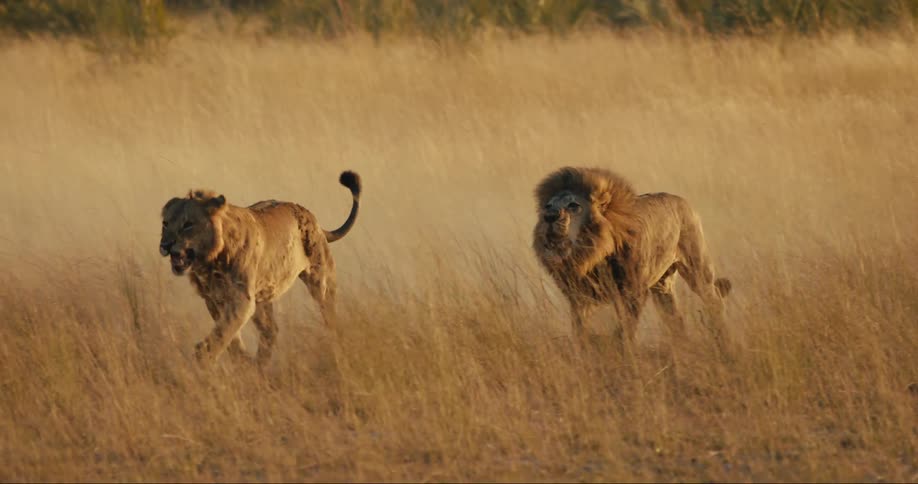 Two lions fighting on the beige grass of a savannah and a third one is standing behind