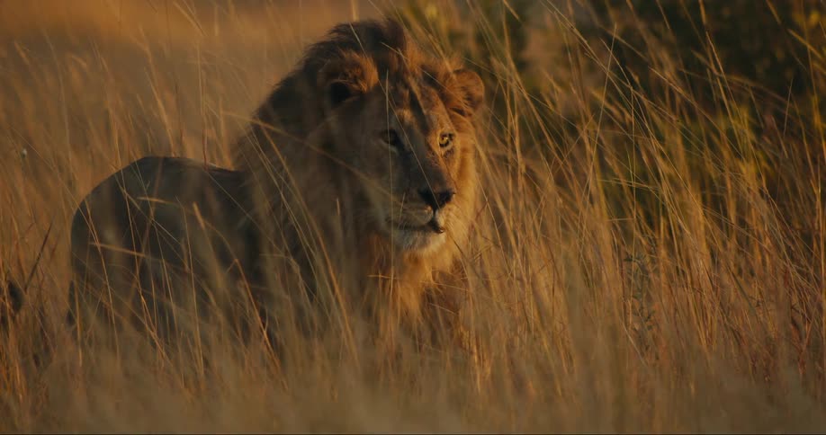 Static lion stands amidst the reeds in the jungle observing and then begins to advance