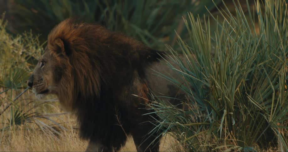 Lion with part of body without hair walking through the jungle
