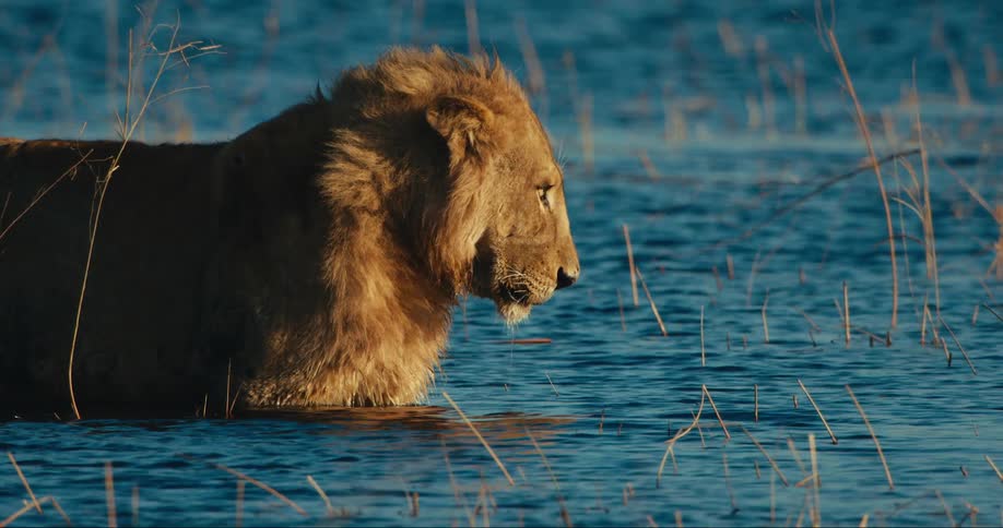 A lion stands in chest deep water with gentle waves moving around it