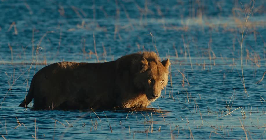 A lion standing and walking in a shallow lake with reeds