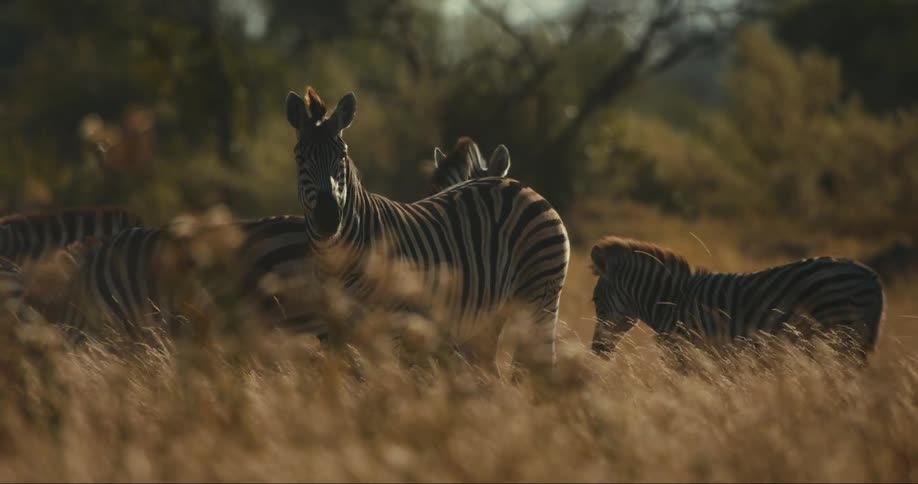 A group of zebras are walking in a pasture with grass moving due to the wind and there is a zebra standing still staring straight ahead