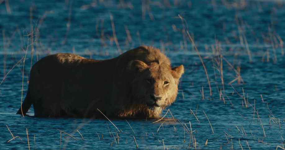 Lion standing in the water of a river with his body half submerged