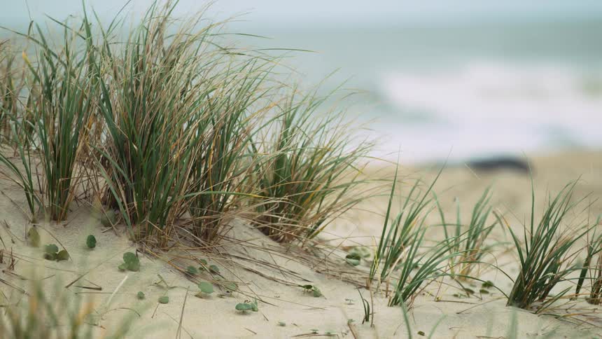 Close up of some grass sprouting out of a sandy beach