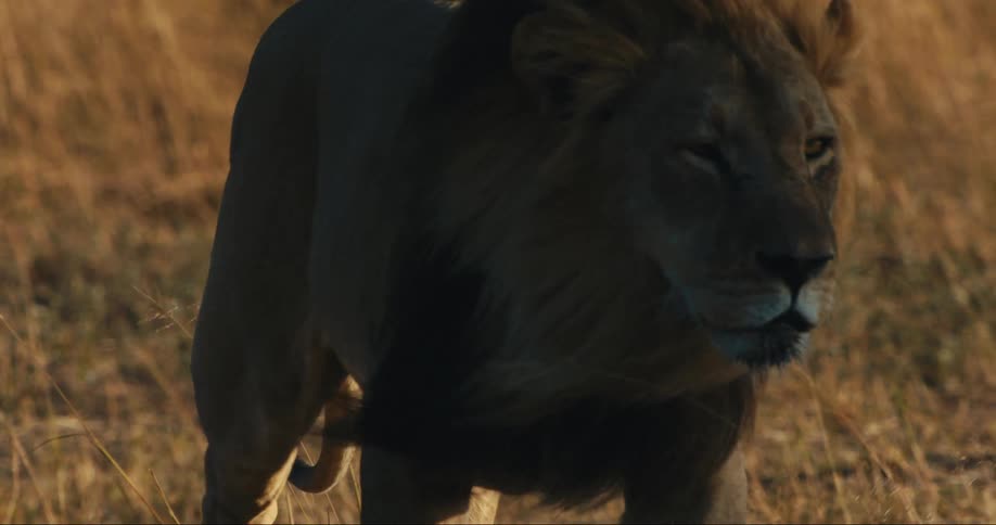Lion walks on a savannah during sunset