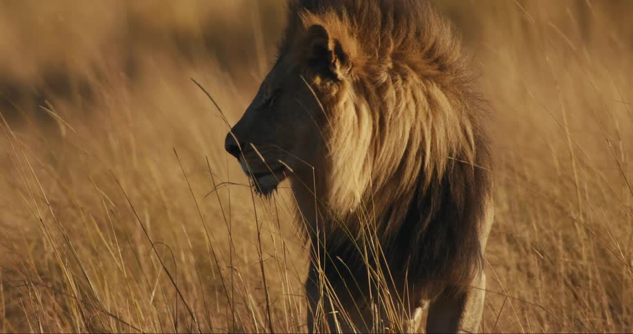 Lion with full mane stands amid tall dry grass yawning