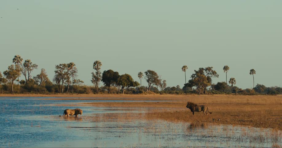 Adult lion watches another young lion on the shore of a lake in the jungle