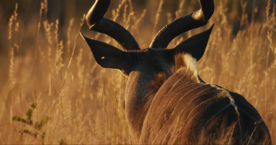 Large Kudu antelope with curved horns stands backwards walking in a golden reed field at sunset