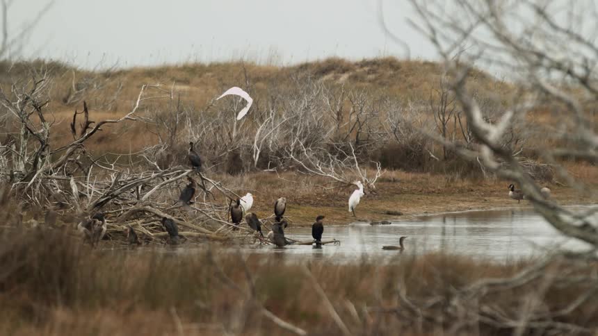 Birds rest in a small pond