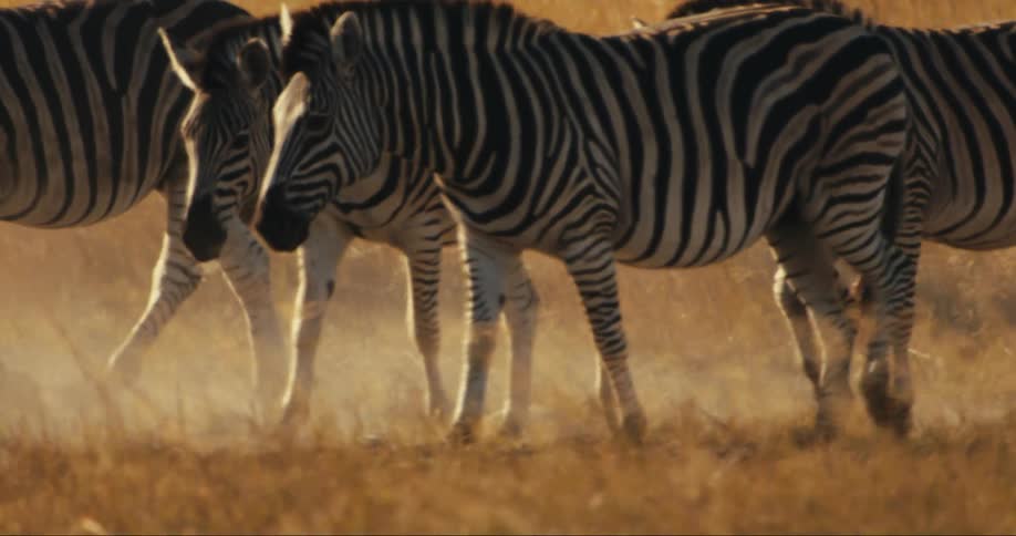 Some zebras are walking together in a place with arid climate and beige grass