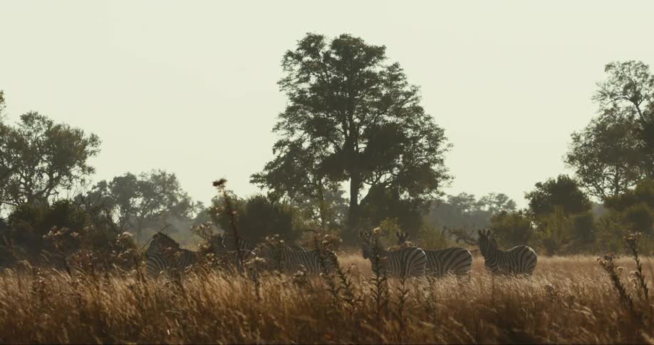 A herd of zebras graze in a grassy field among scattered trees