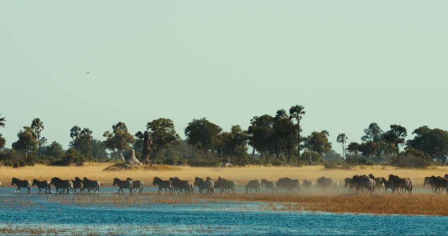 A herd of zebras walks through a grassy field towards a body of water