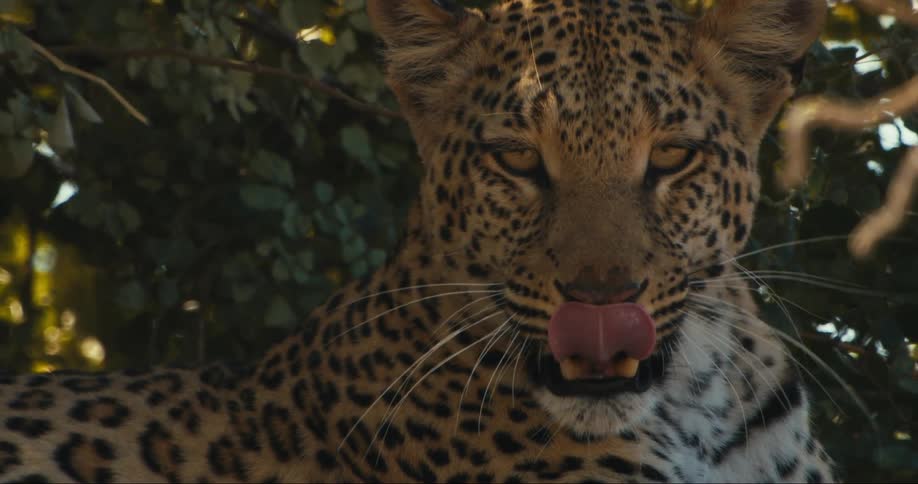 Leopard lying next to a tree sticking its tongue out