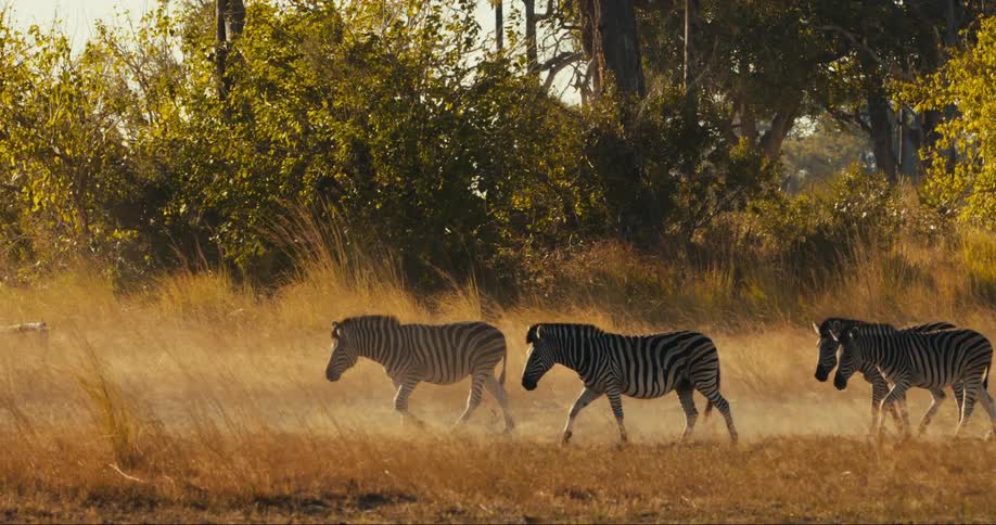 A group of zebras walk through a windy grassland on a sunny day