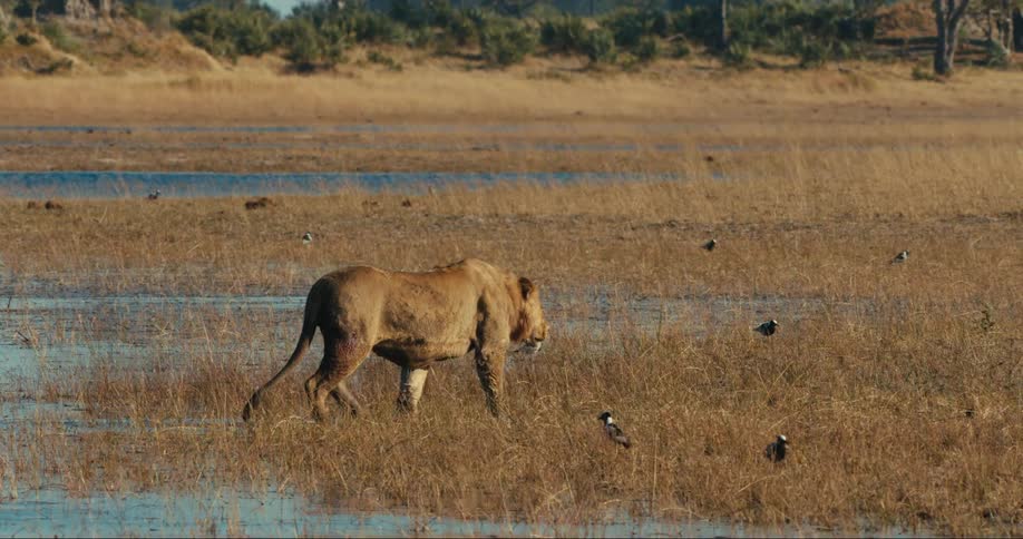 Lion walking next to a lake in the jungle with birds around