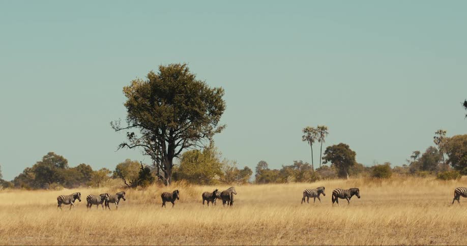 Group of zebras walking in the jungle