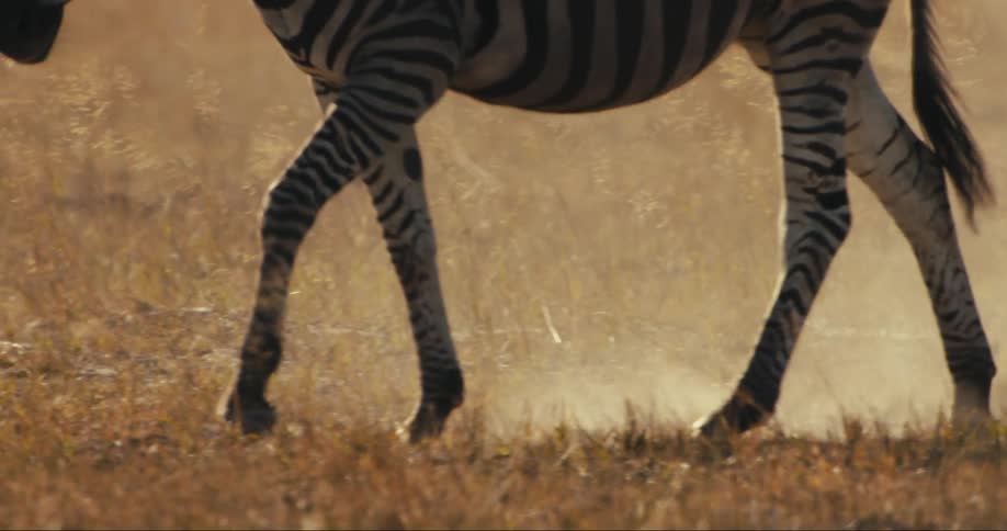 Legs of a zebra with its distinctive black and white stripes walking