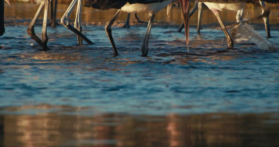A group of birds with long thin legs are standing in a pool of running water and they are putting their beaks into the water to catch fish