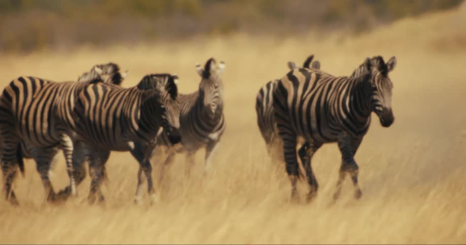 Group of zebras walks through a field of tall dry grass