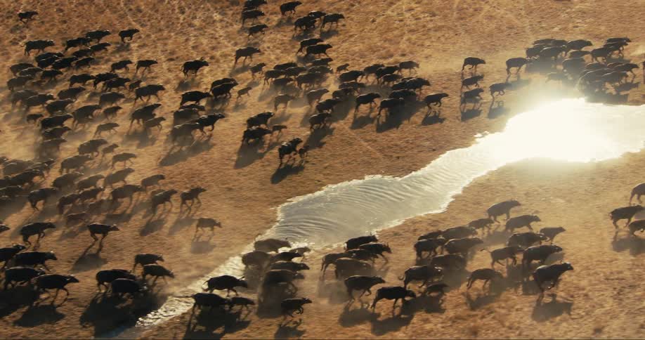 A large herd of buffaloes walking alongside a river in an arid savannah