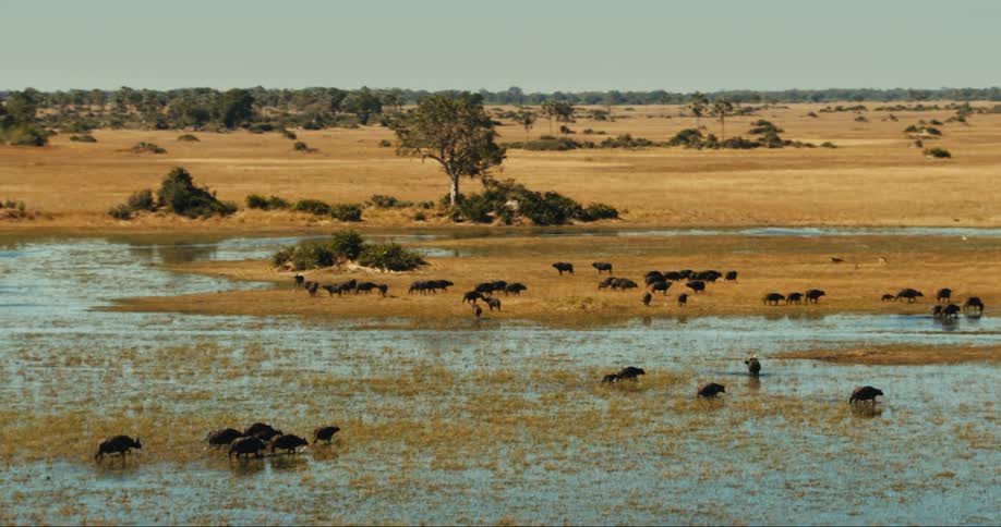 Aerial panorama of a savannah with a lake and herd of buffalo walking