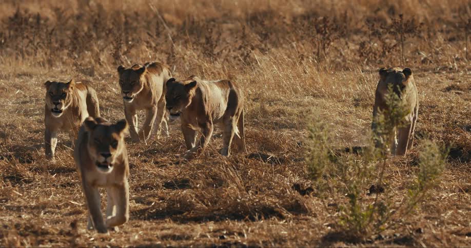 Lions walking in a jungle habitat