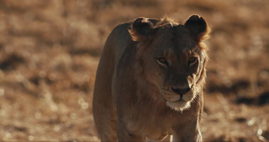 A young lion is walking in an area with low grass and sunlight is illuminating half of its body