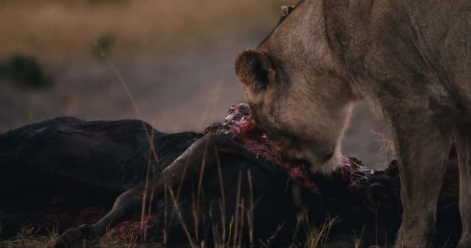 Young lions eating a dead animal in the savanna