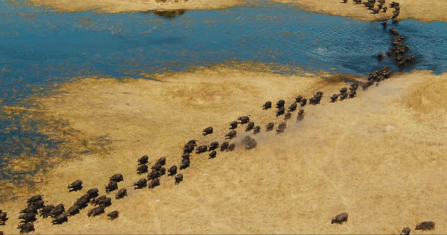Aerial panorama of a large group of buffalo crossing a lake and walking in the same direction through the jungle