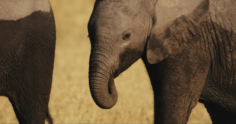 A young elephant is walking behind an adult elephant and they are partially wet and the young elephant is raising its trunk up
